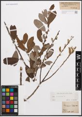 Foto von Salix cinerea L.